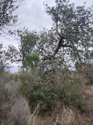 Terreno en venta en Centro en Alcanar