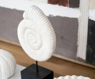 Scultura in Cemento Ammonite