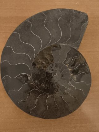 Ammonite Gigante Pulido