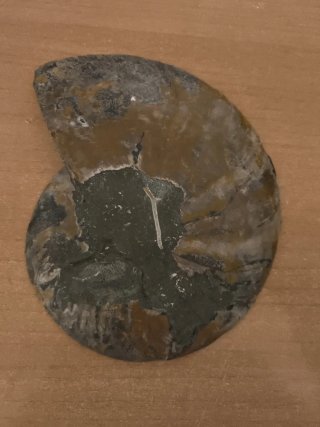 Ammonite Gigante Pulido