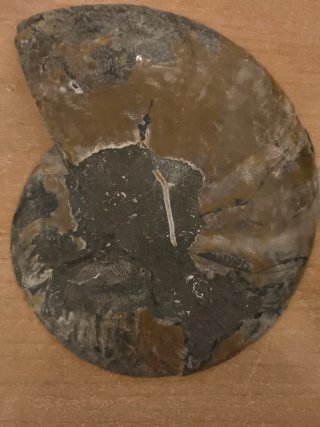 Ammonite Gigante Pulido