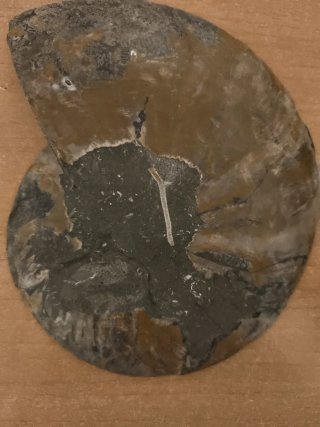 Ammonite Gigante Pulido