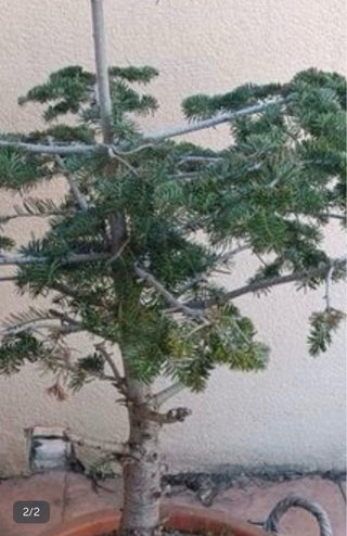 Árbol abeto en maceta