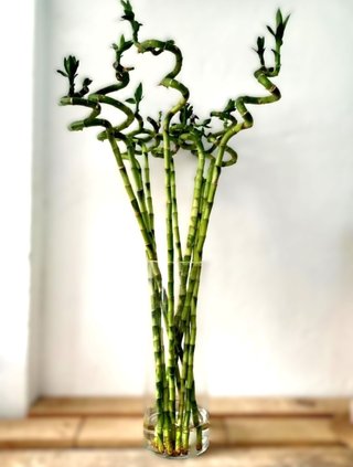 Bambú de la suerte espiral 30cm