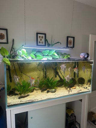 Acuario completo 360L