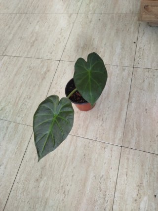 Alocasia Royal Shield Planta