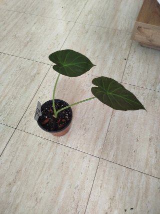 Alocasia Royal Shield Planta
