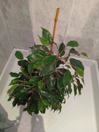 Planta Artificial Decorativa