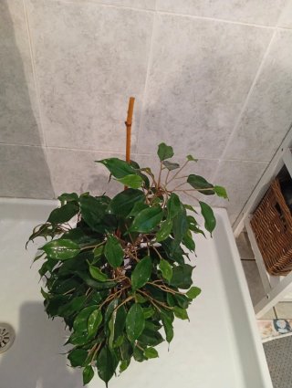 Planta Artificial Decorativa
