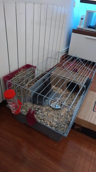 Jaula para conejo enano gris