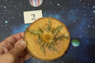 Eguzkilore artesanal Mini N°2