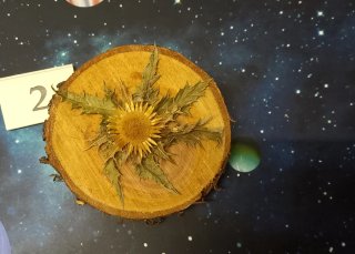 Eguzkilore artesanal Mini N°2