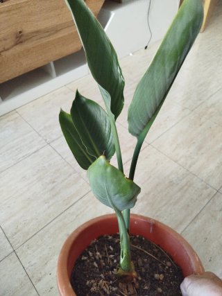 Ave del paraíso planta