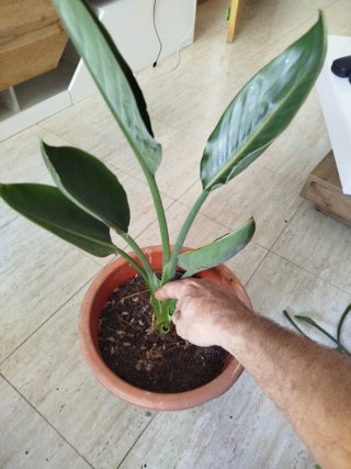 Ave del paraíso planta