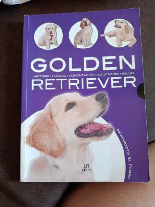 Golden retriever historia, higiene, alimentació...