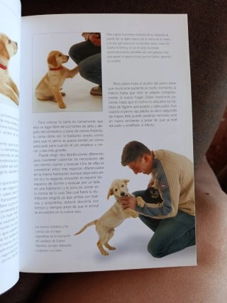 Golden retriever historia, higiene, alimentació...