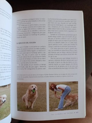 Golden retriever historia, higiene, alimentació...