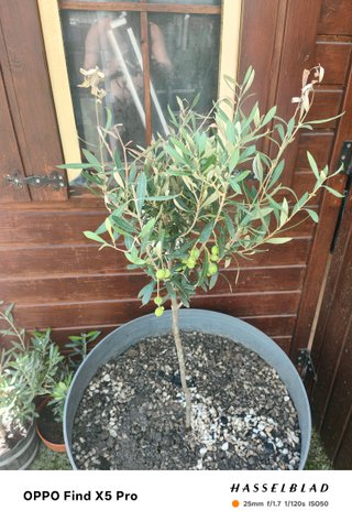Olivos Picual y Royal de Jaén