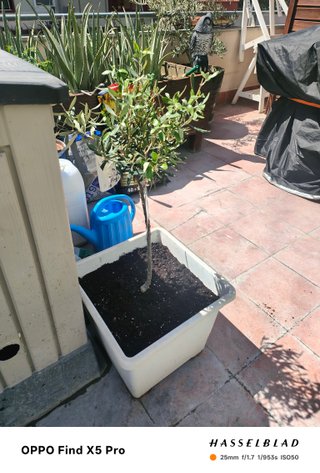 Olivos Picual y Royal de Jaén