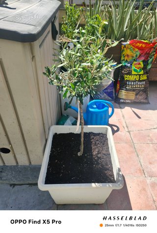 Olivos Picual y Royal de Jaén