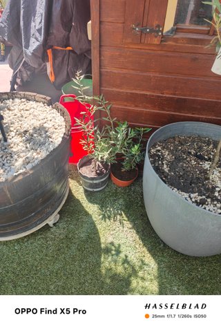 Olivos Picual y Royal de Jaén