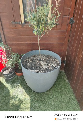 Olivos Picual y Royal de Jaén