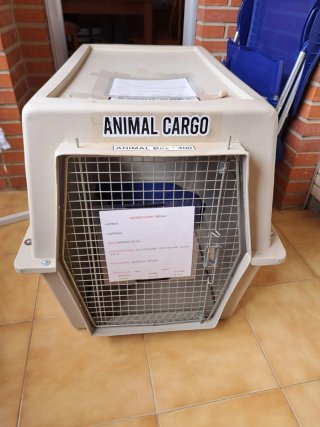 Trasporto Animal Cargo Box 400