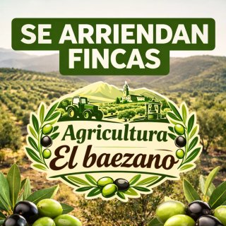 Se buscan olivares para arrendamiento