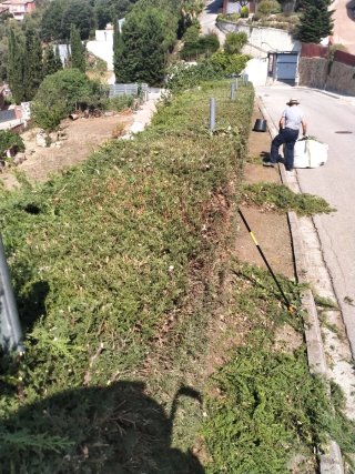 Limpieza jardines parcelas y poda