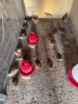 Incubadora para pollos y codornices