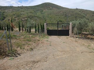 Terreno con olivos jóvenes.