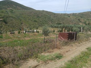 Terreno con olivos jóvenes.