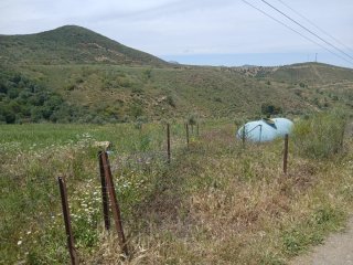 Terreno con olivos jóvenes.