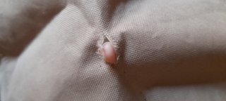 Silla plegable Quechua Ahulki Bilgarria