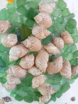 Tegola decorativa tema mare conchiglie
