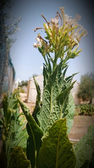 16.000+Nicotiana Tabacum Virginia