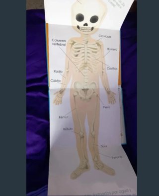 Libro infantil del cuerpo humano