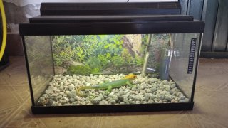 Acuario con figura de lagarto y accesorios