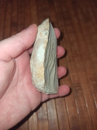 Fósil de piedra tallada