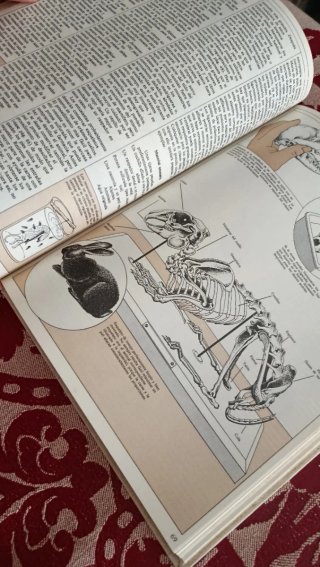 Libro: los animales de la naturaleza