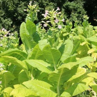 35.000+Nicotiana Tabacum Virginia Gold