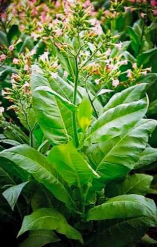 16.000+Pack Nicotiana Tabacum Virginia Gold