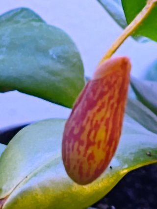 Nepenthes Monkey Jars Plantas Carnívoras