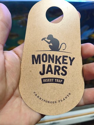 Nepenthes Monkey Jars Plantas Carnívoras