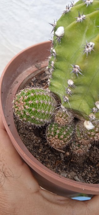 Echinopsis Flor crema