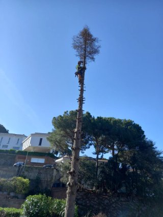 servicios limpieza jardines parcelas y poda