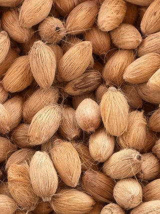 Semillas Phoenix dactylifera (Palmera Datilera)