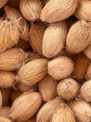 Semillas Phoenix dactylifera (Palmera Datilera)