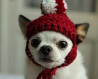 Cappello per chihuahua/gatto taglia 27-29 cm