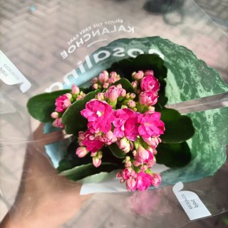 Kalanchoe Rosalina Mix